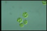 Haematococcus