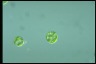 Haematococcus