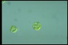 Haematococcus