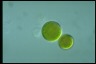 Haematococcus