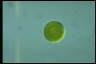 Haematococcus