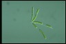 Ophiocytium