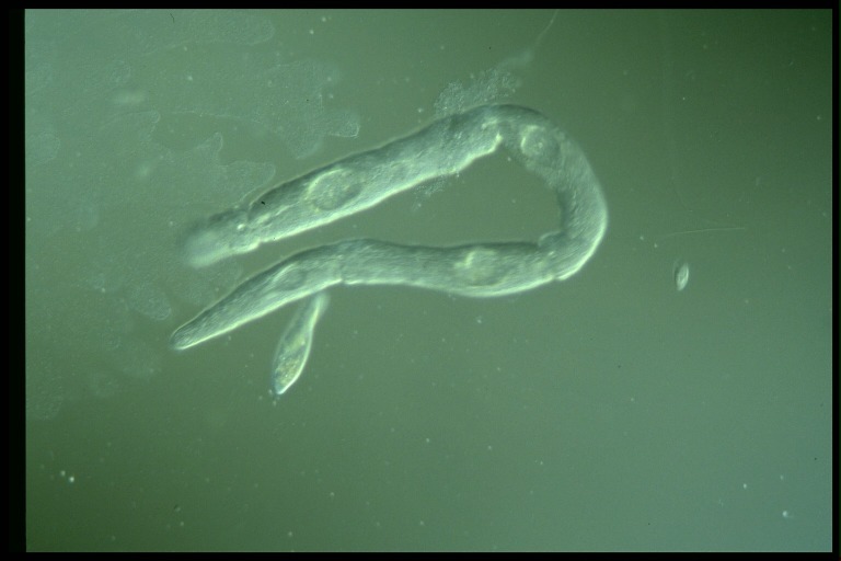 protist image