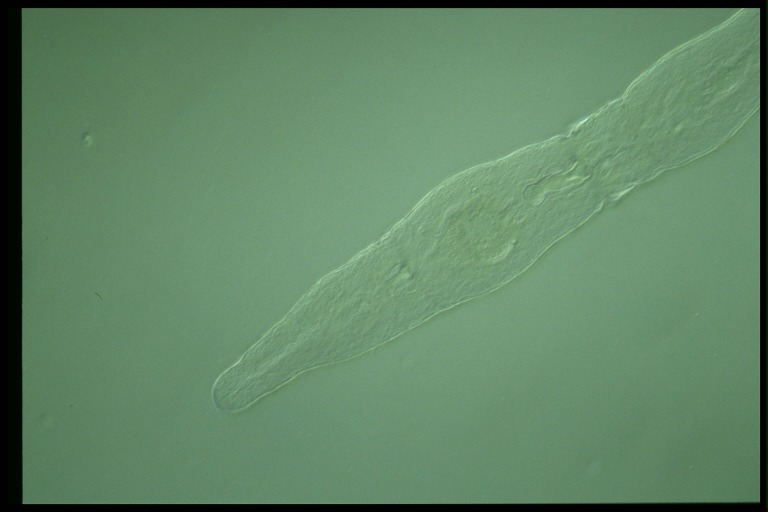 protist image