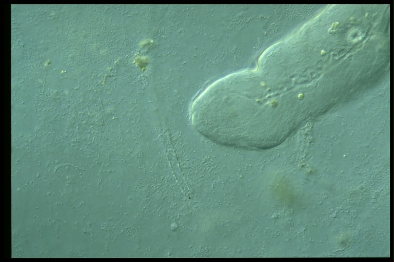 protist image