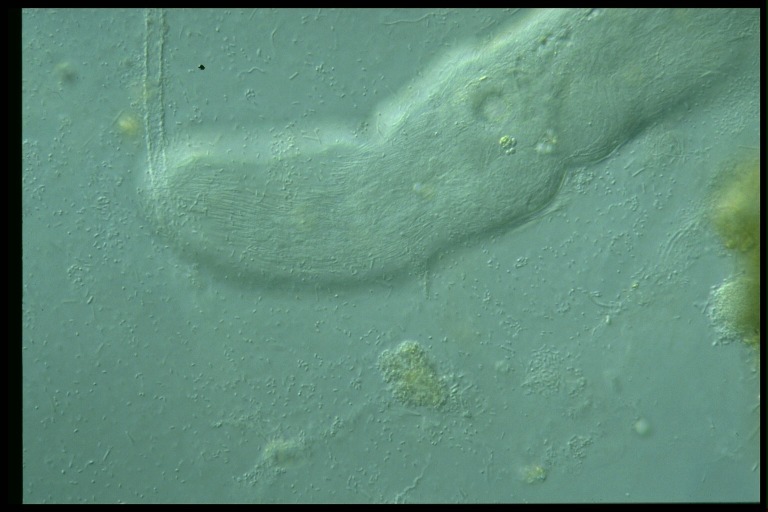 protist image