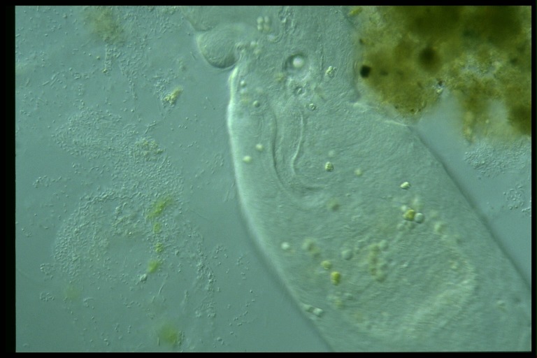 protist image