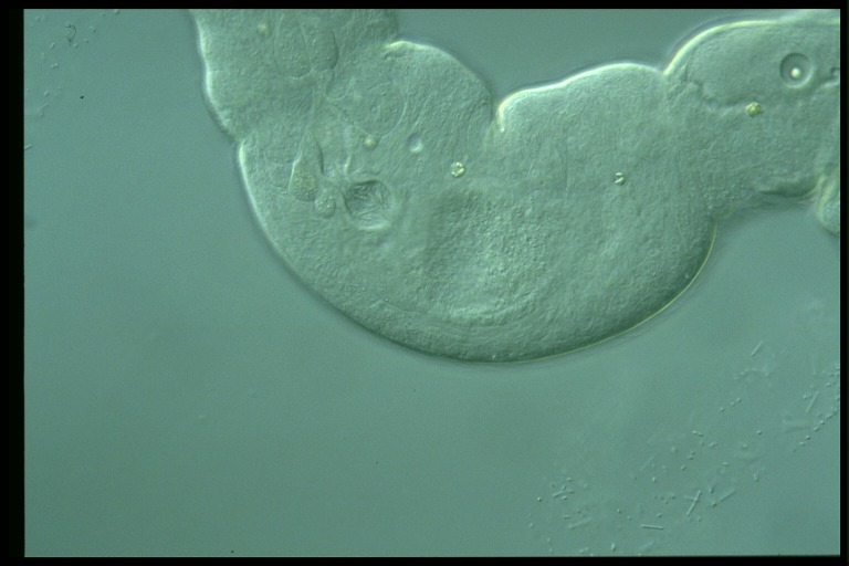 protist image