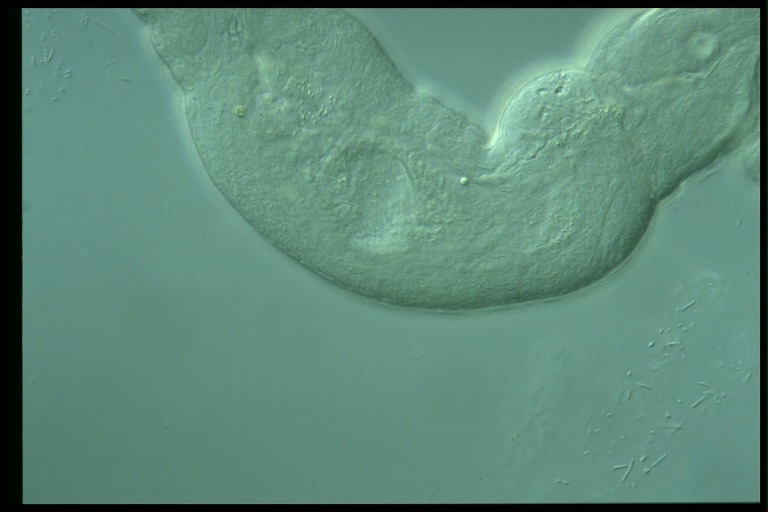 protist image