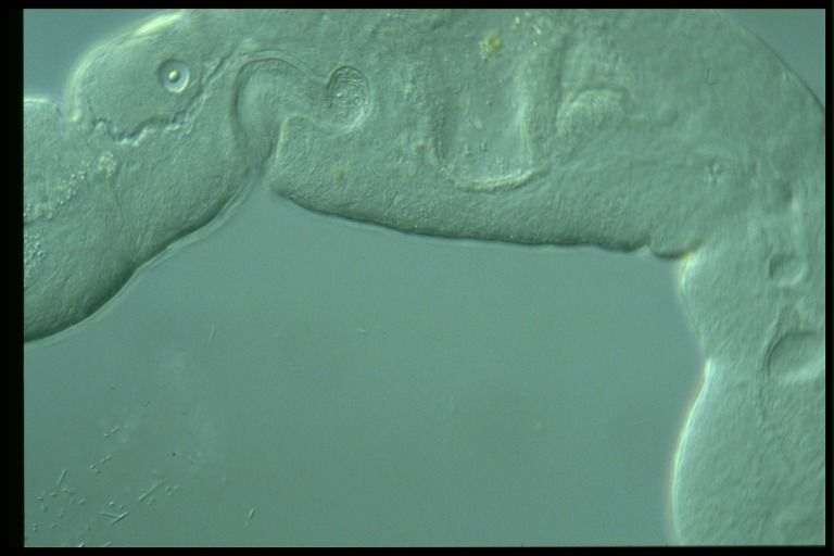 protist image