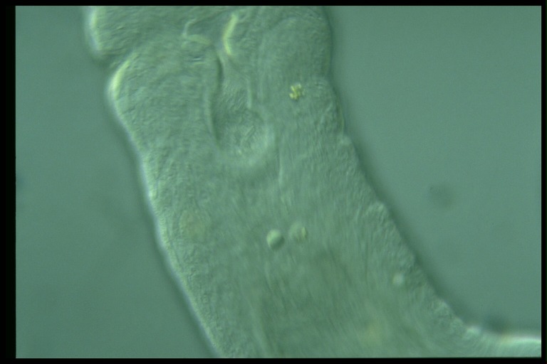 protist image