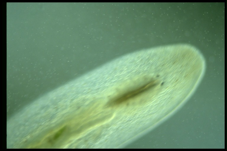 protist image