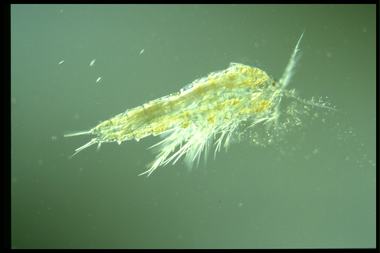 protist image