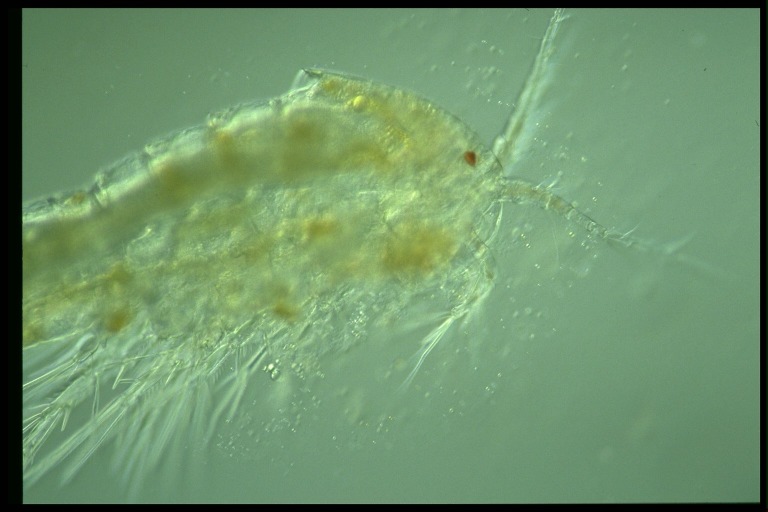 protist image