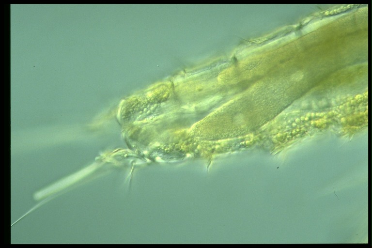 protist image