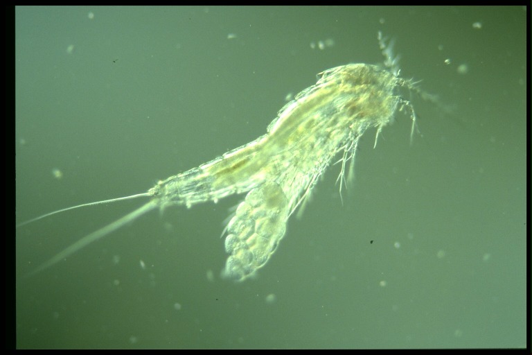 protist image