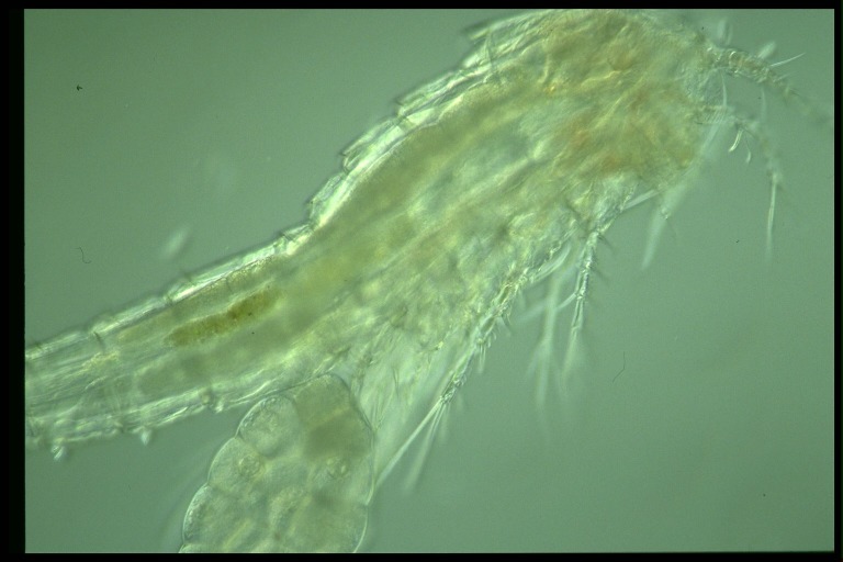 protist image