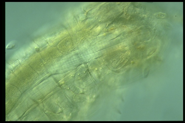 protist image