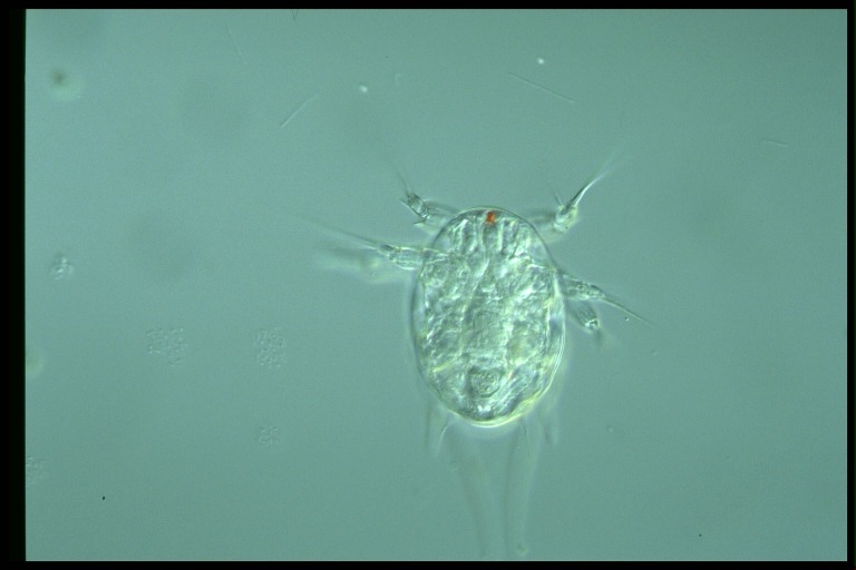 protist image