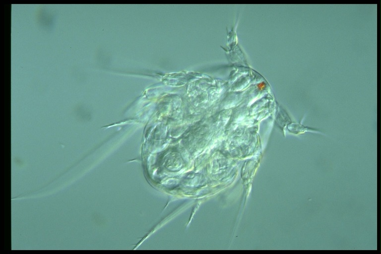 protist image