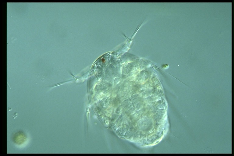 protist image