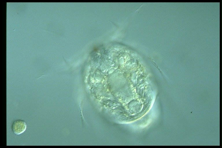 protist image