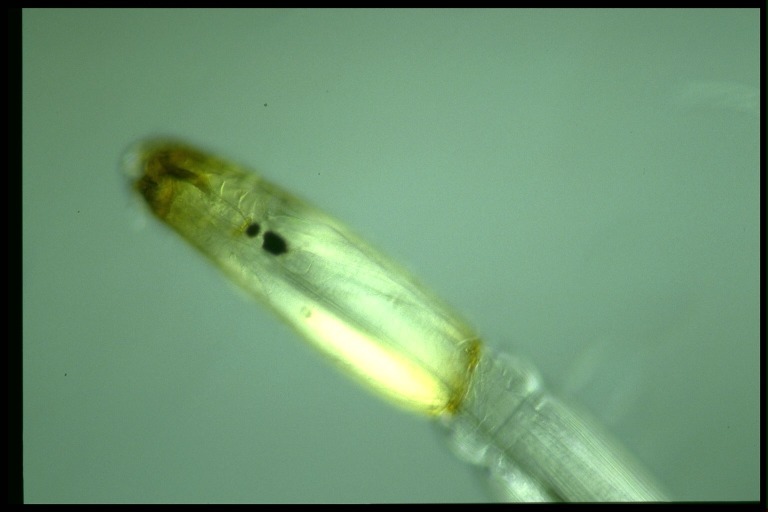 protist image