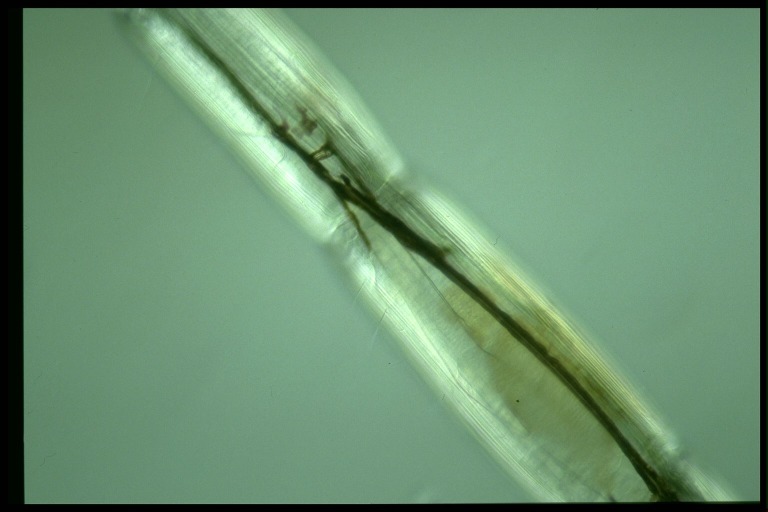 protist image