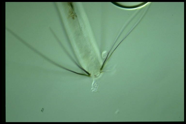 protist image