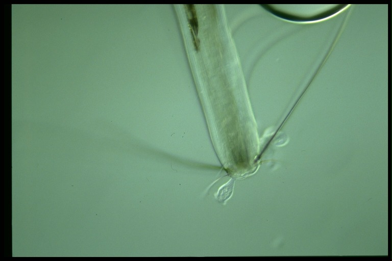 protist image