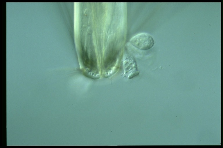 protist image