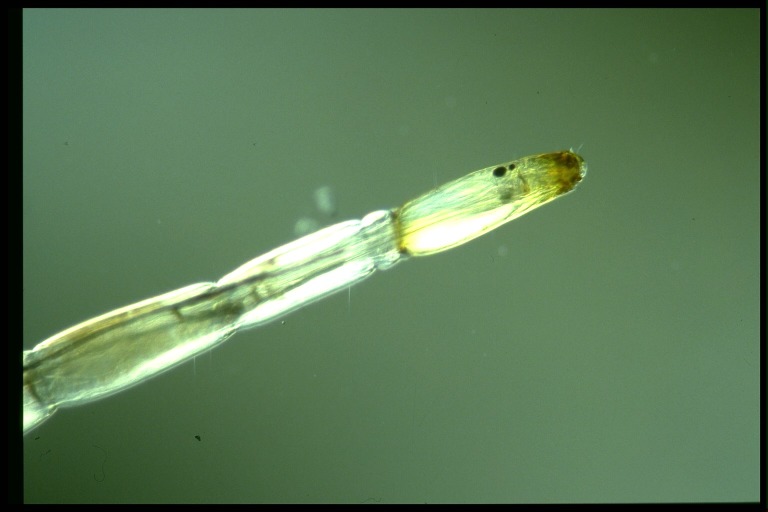 protist image