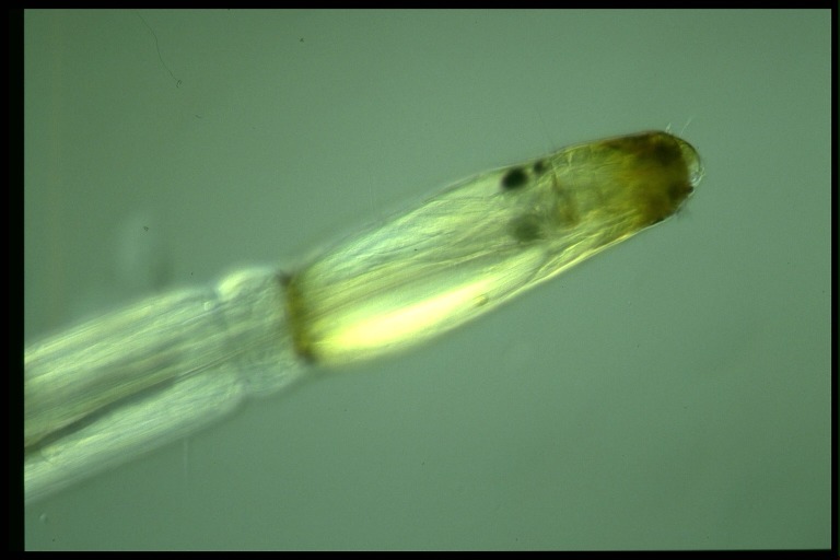 protist image