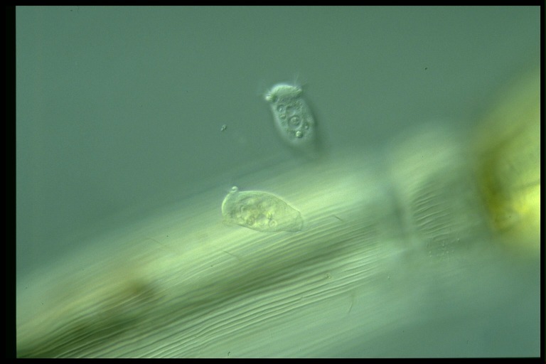 protist image