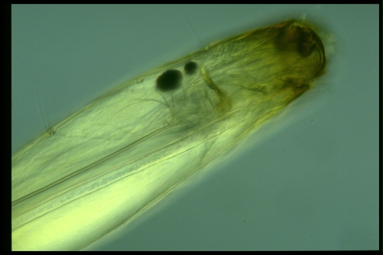 protist image