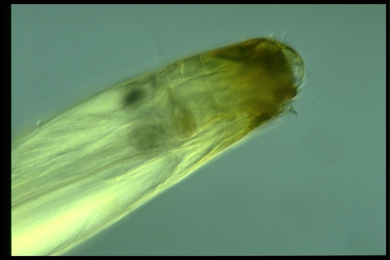 protist image