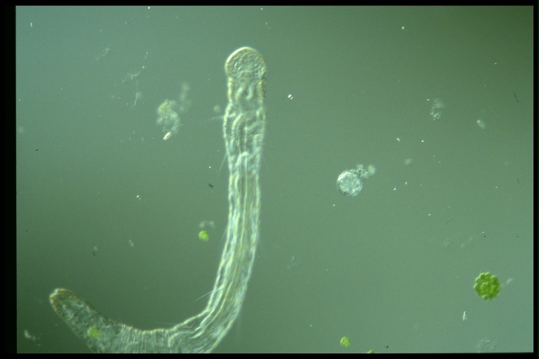 protist image