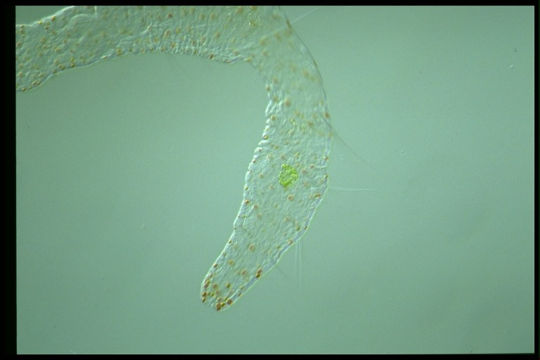 protist image