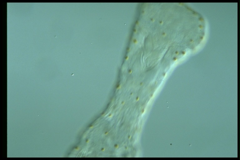 protist image