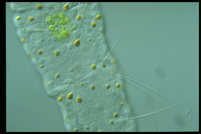 protist image