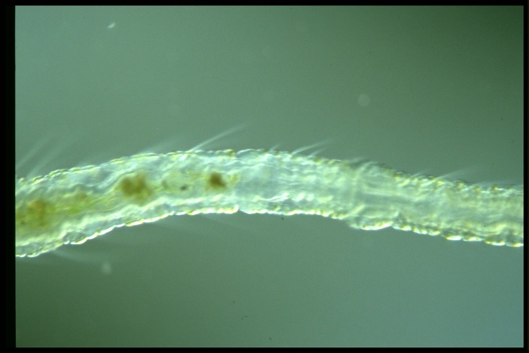 protist image