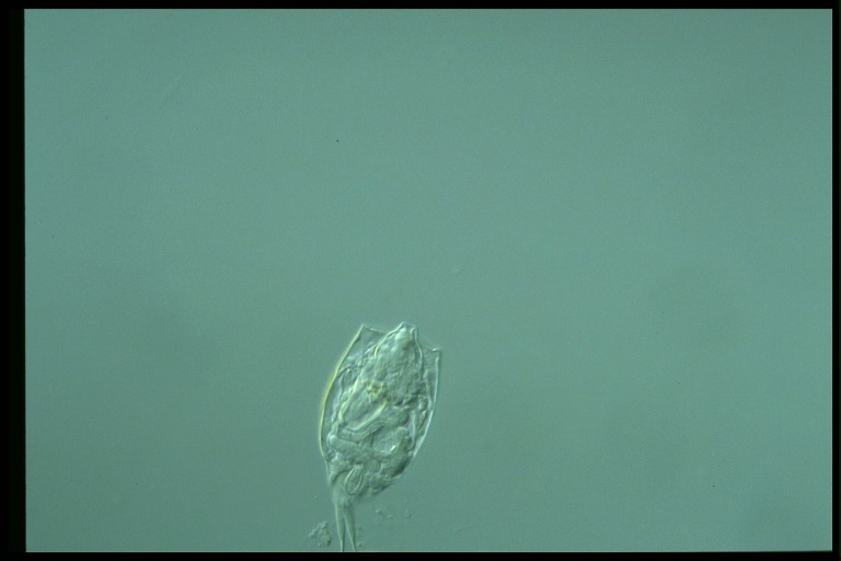 protist image