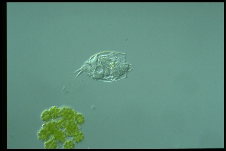 protist image