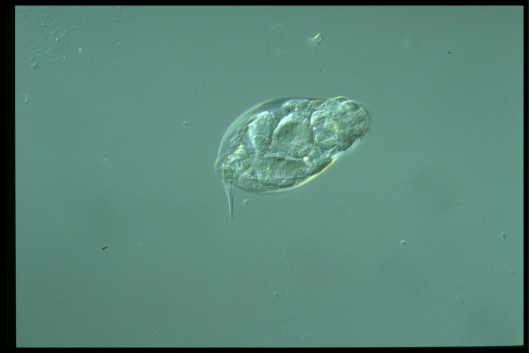 protist image