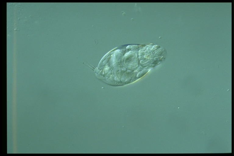 protist image