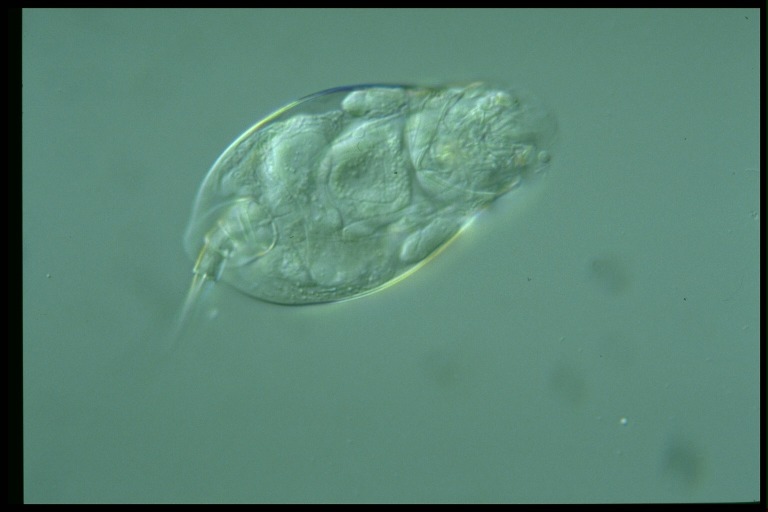 protist image