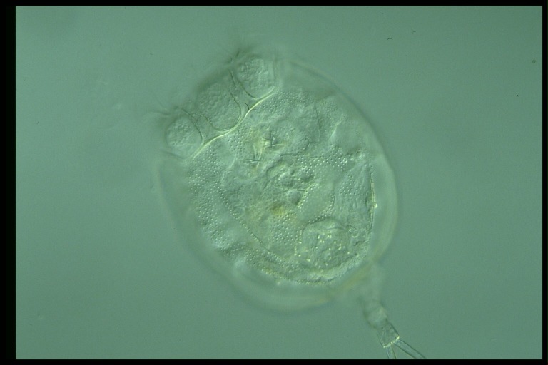 protist image