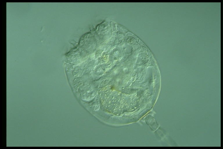 protist image