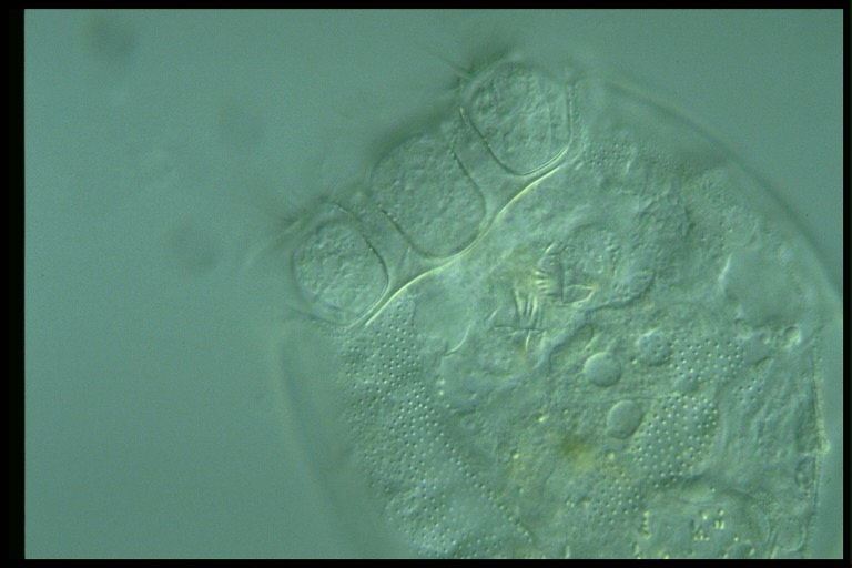 protist image