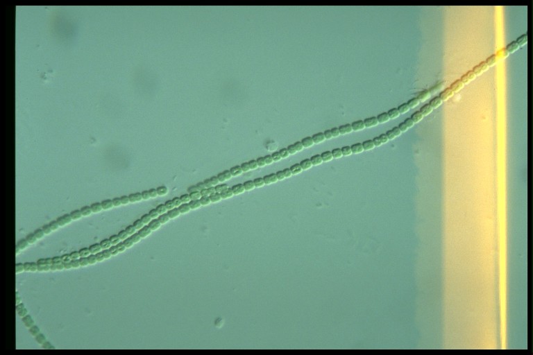 protist image